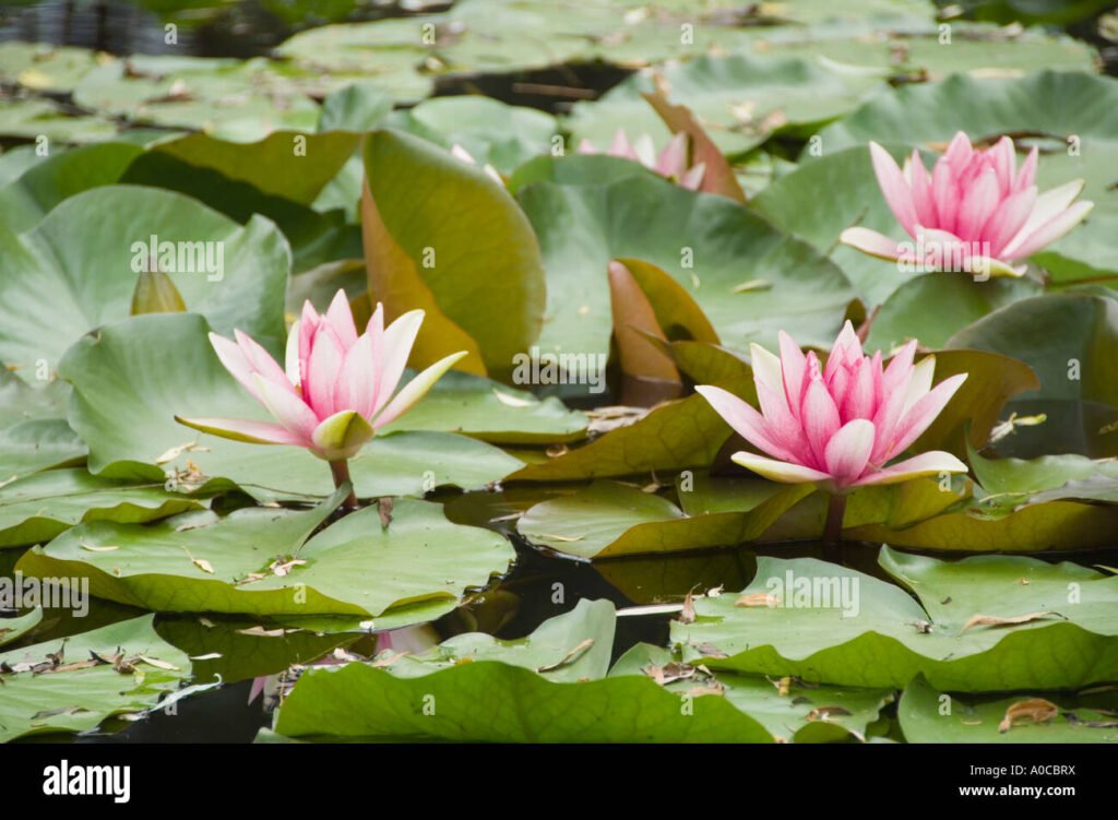 Alamy Flower Guide: Images, Uses & SEO Benefits alamy flower